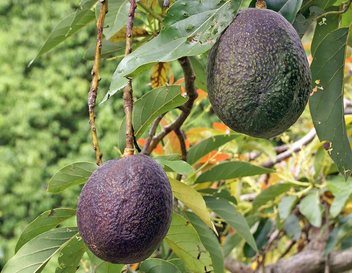 avocado growing persea americana