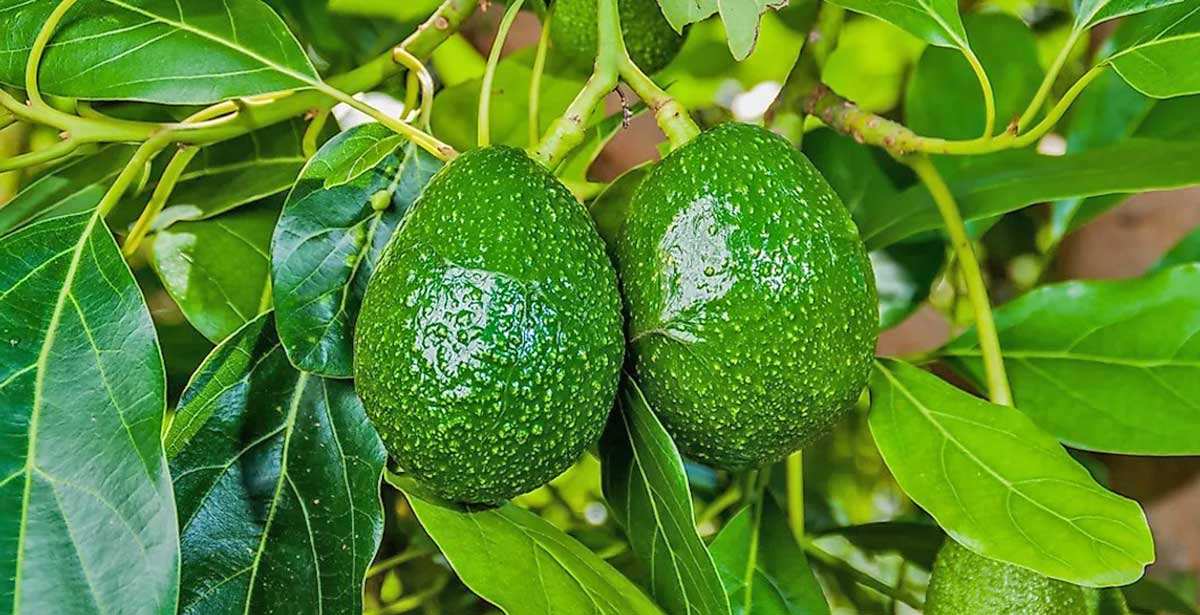 avocados growing pairs persea americana