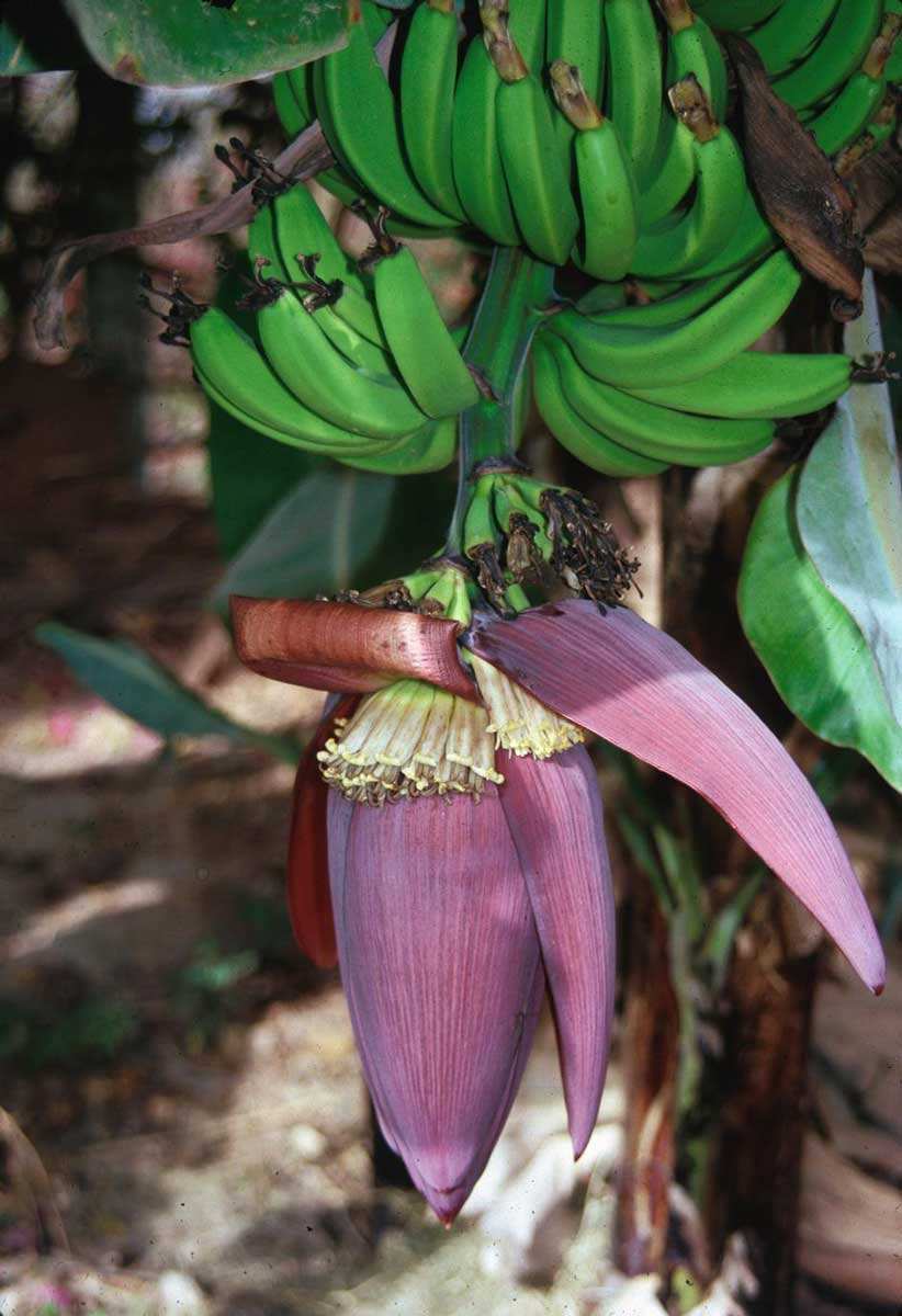 banana flower fruits plant africa photo