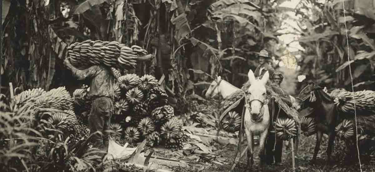 banana workers loading honduras united fruit company photo