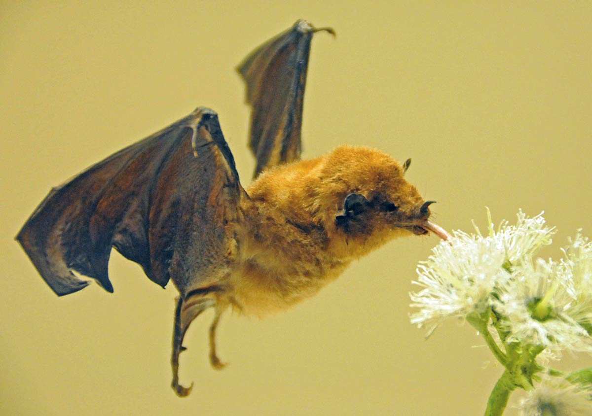 bat with flower