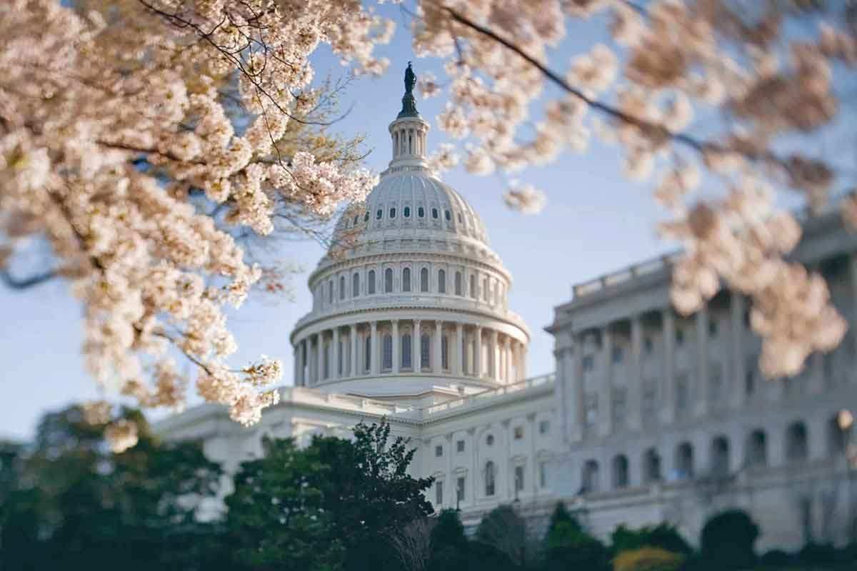 capitol dome cherry blossoms