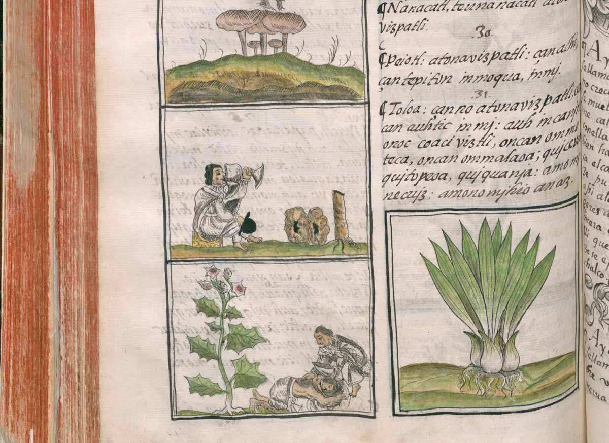 codex florentine book xi medicine