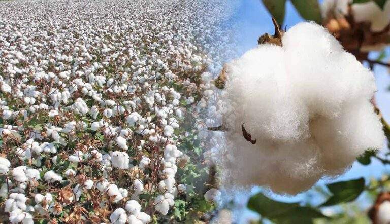 cotton how changed world