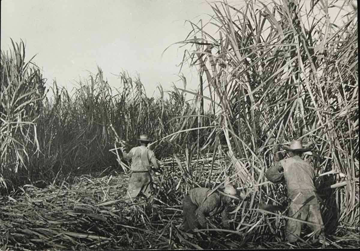 cuban sugar workers photograph plantation harvest