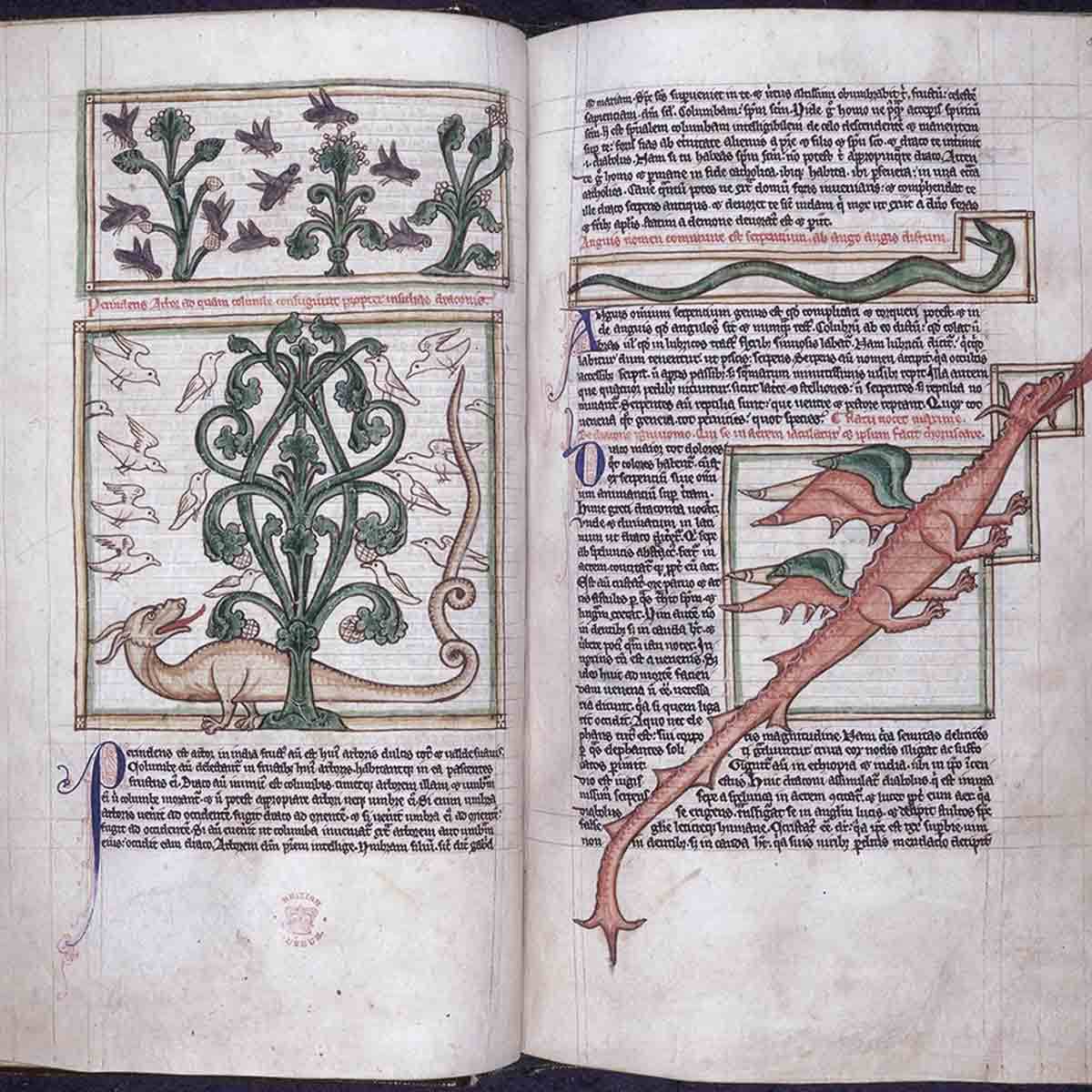 dragon in medieval bestiary