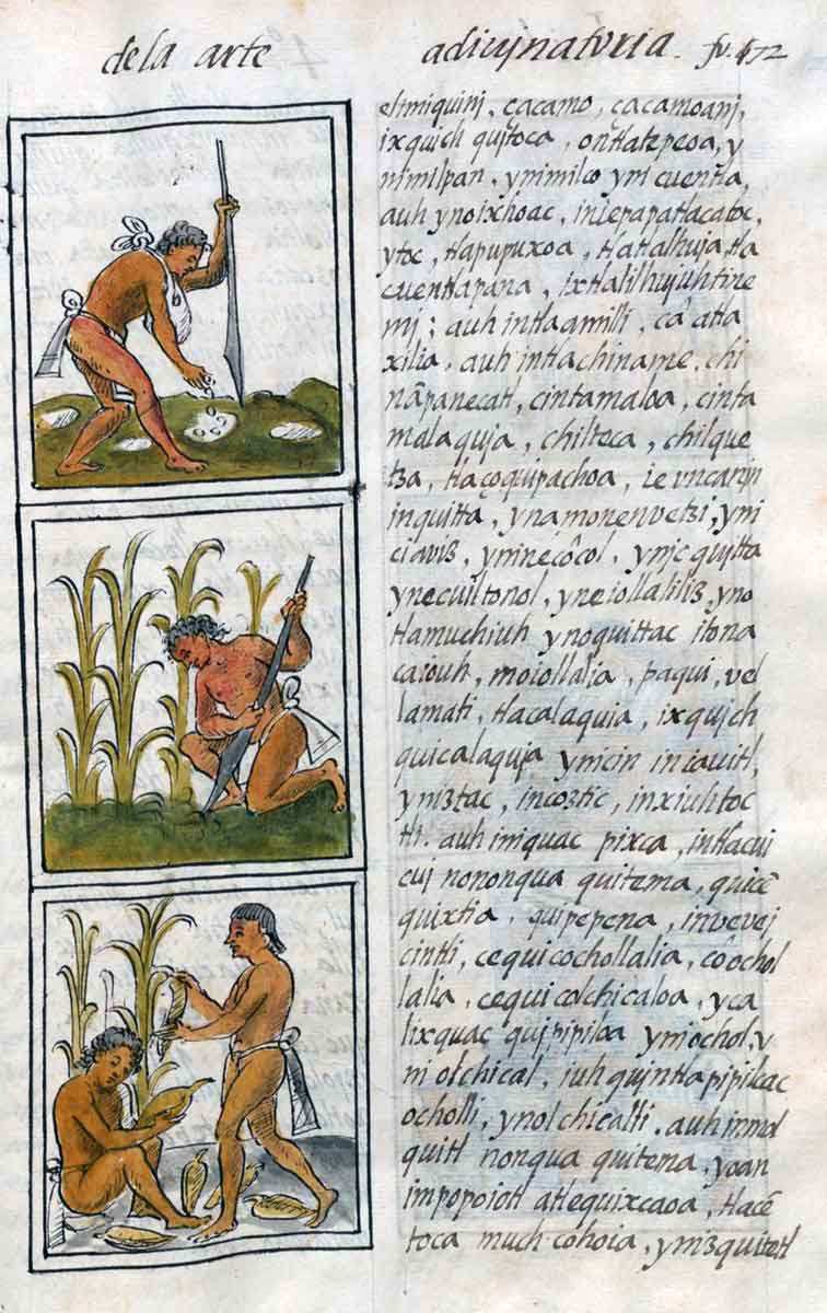 florentine codex corn planting harvest