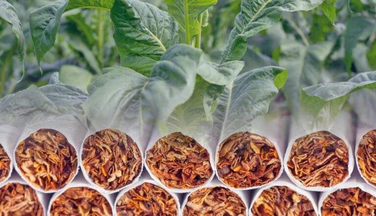 history of tobacco