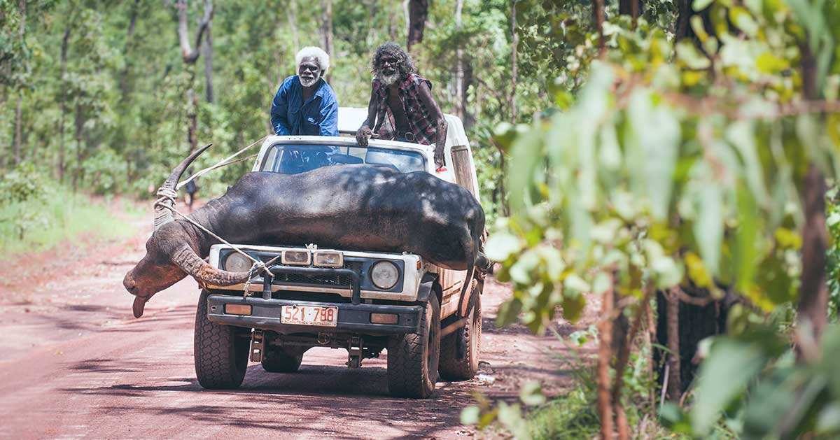 jeep with water buffalo