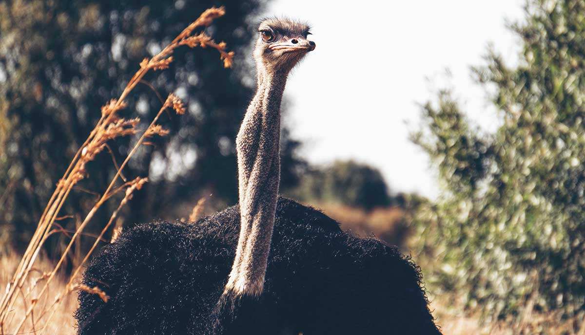 johnny cash ostrich