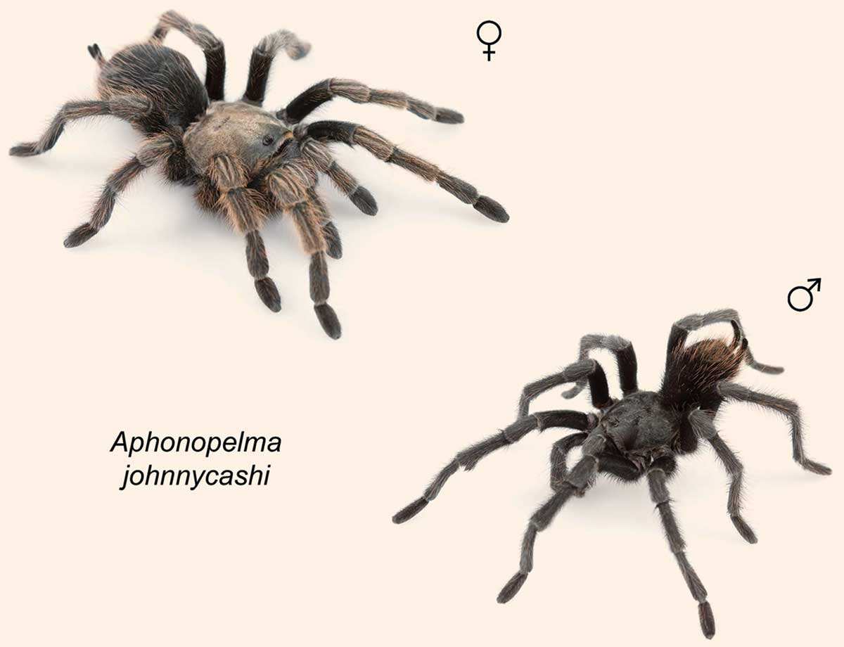 johnny cash tarantula