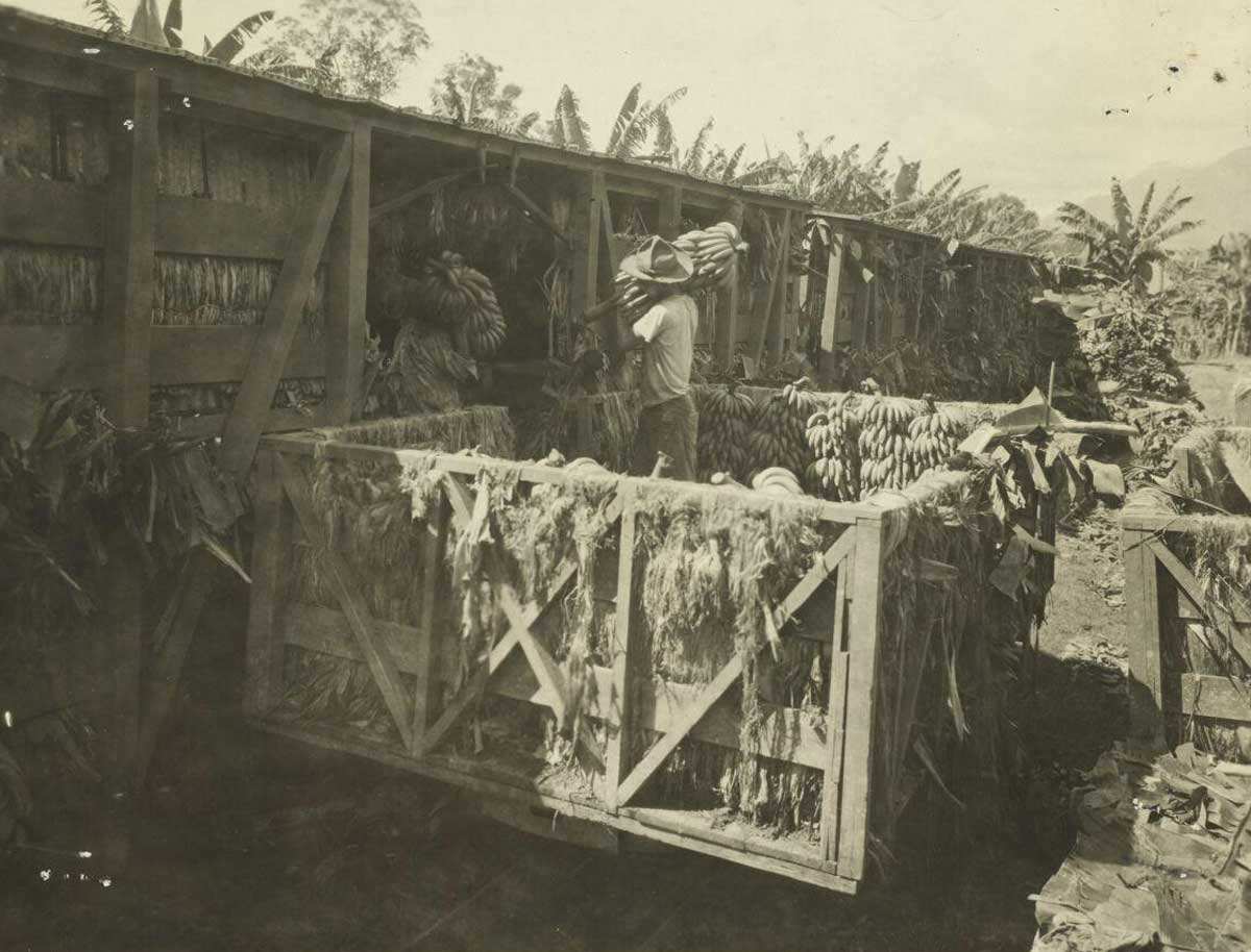 loading bananas railroad car honduras 1926 photo