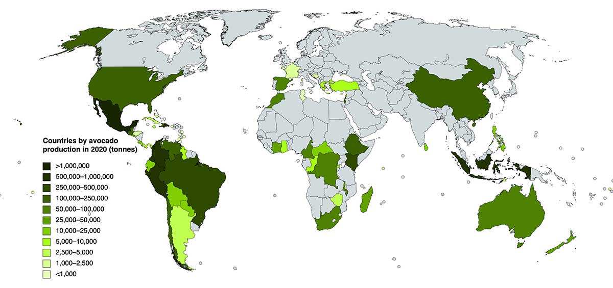 map global avocado production