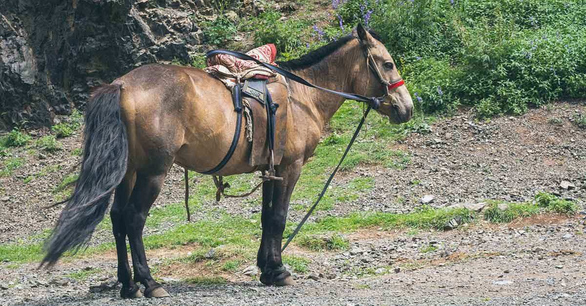 mongolian horse horse