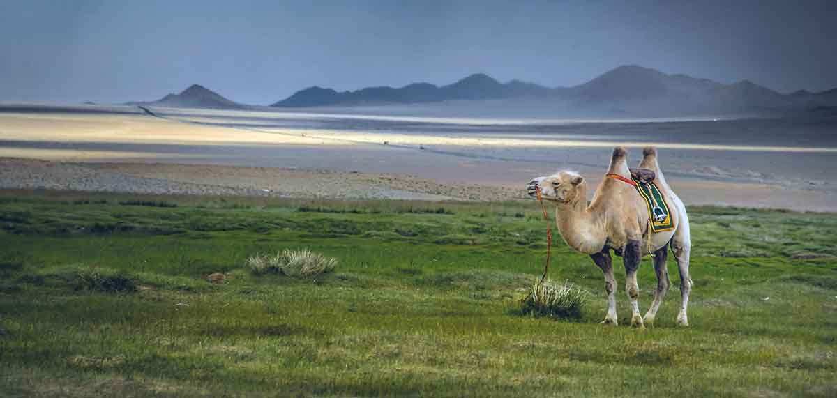 mongolian wilderness camel