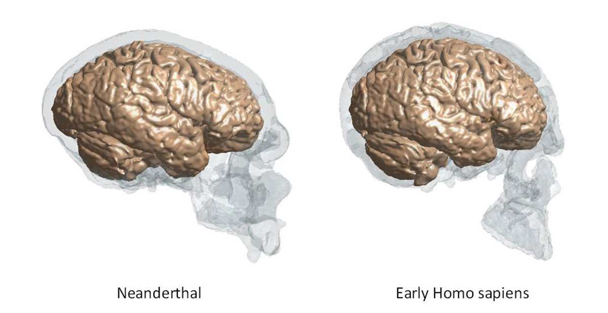 neanderthal brain and homo sapiens brain