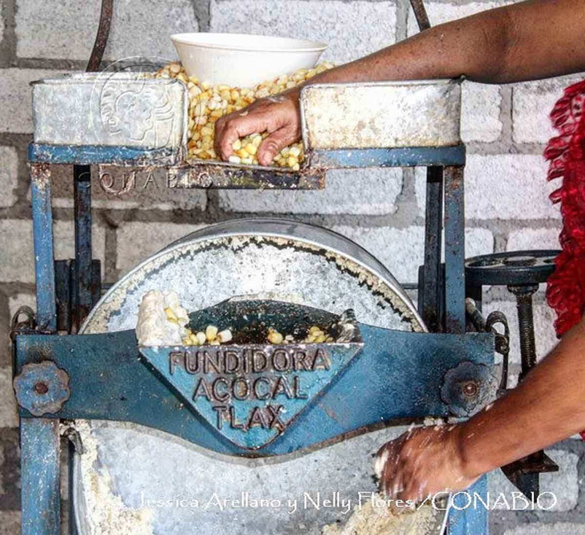 nixtamal masa maize dough oaxaca mexico