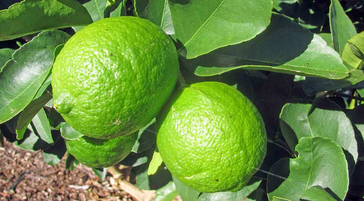 persian limes growing tree