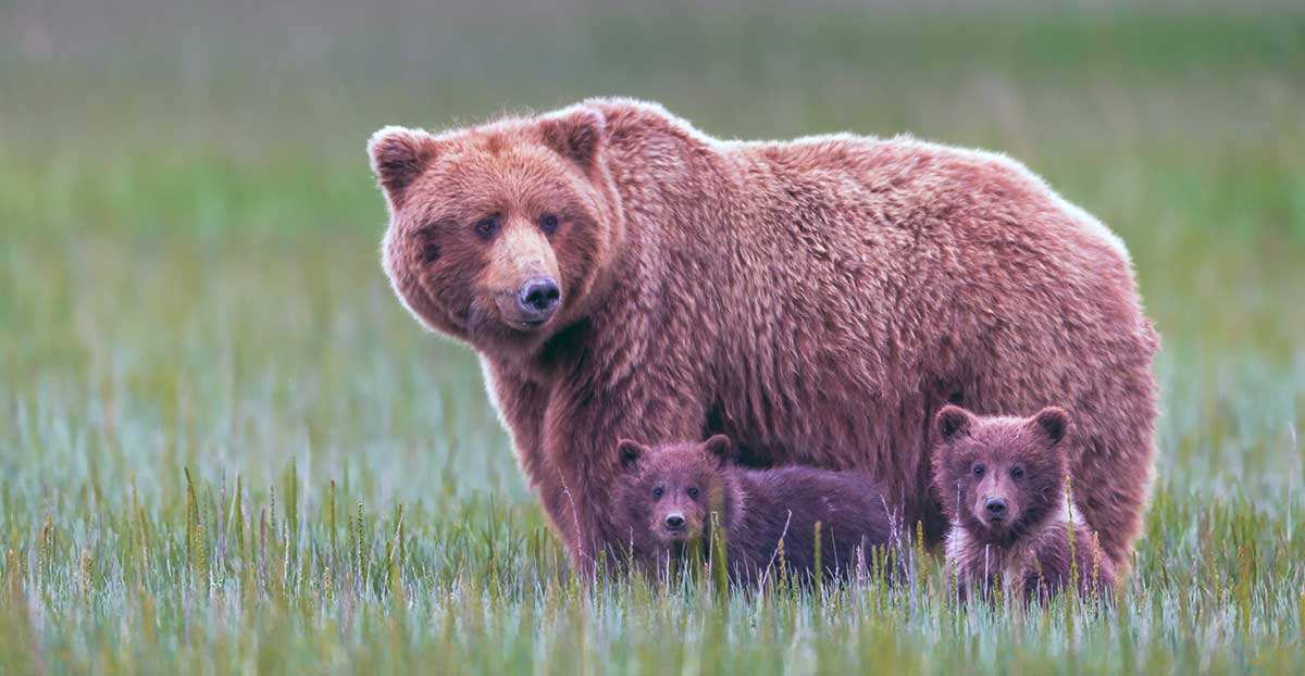 photograph grizzly cubs