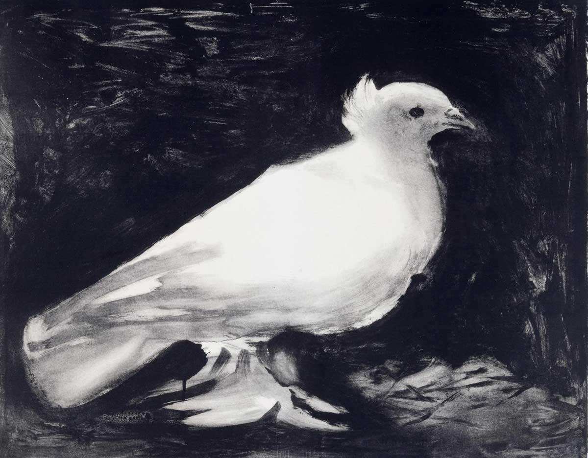 picasso pablo dove poster