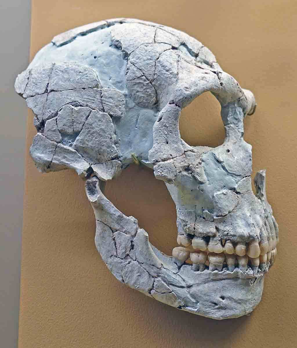 saint cesaire reconstructed skull