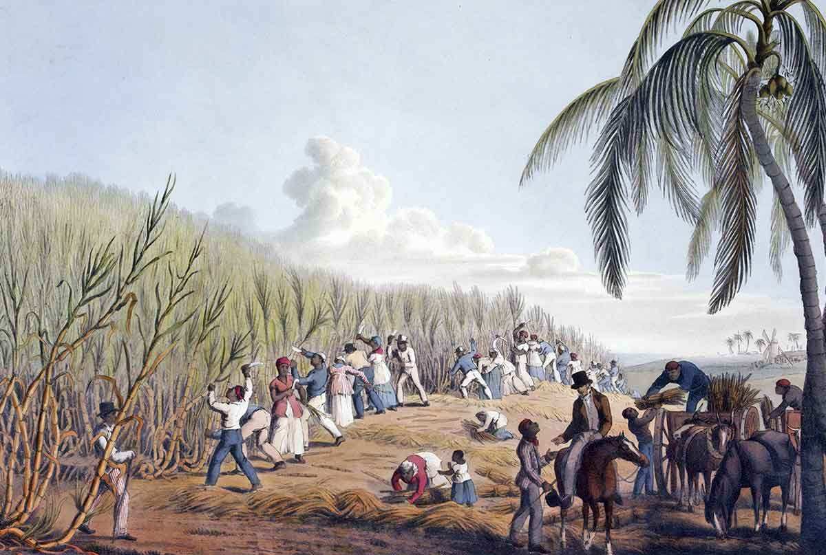 slaves cutting sugar cane antigua slavery