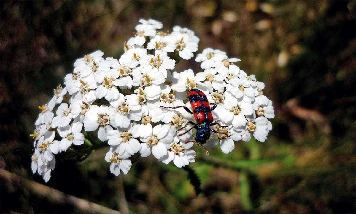 yarrow plant spain